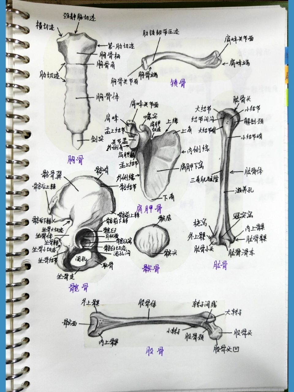 系统解剖学重点必考图图片