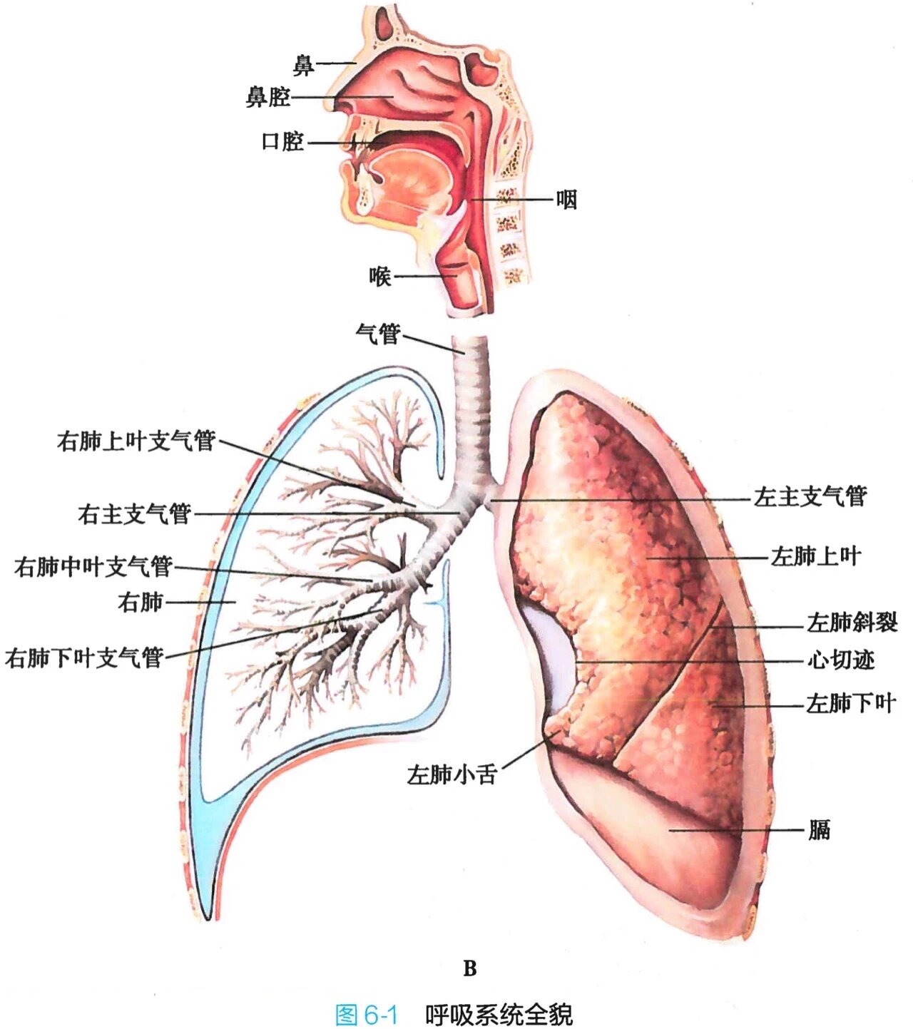 完整的呼吸系统图图片