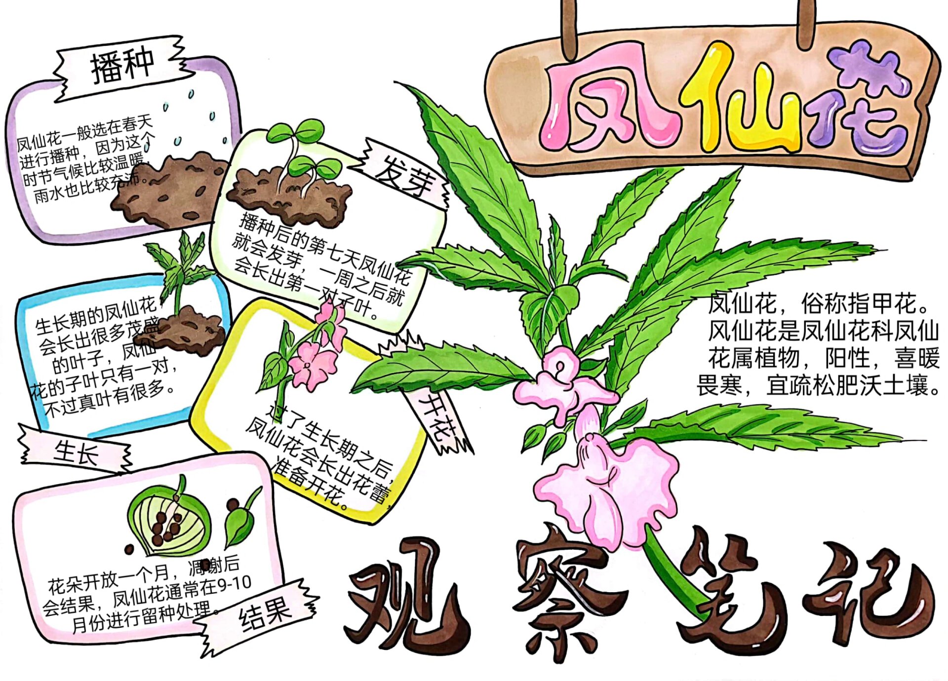 凤仙花的生长过程手绘图片