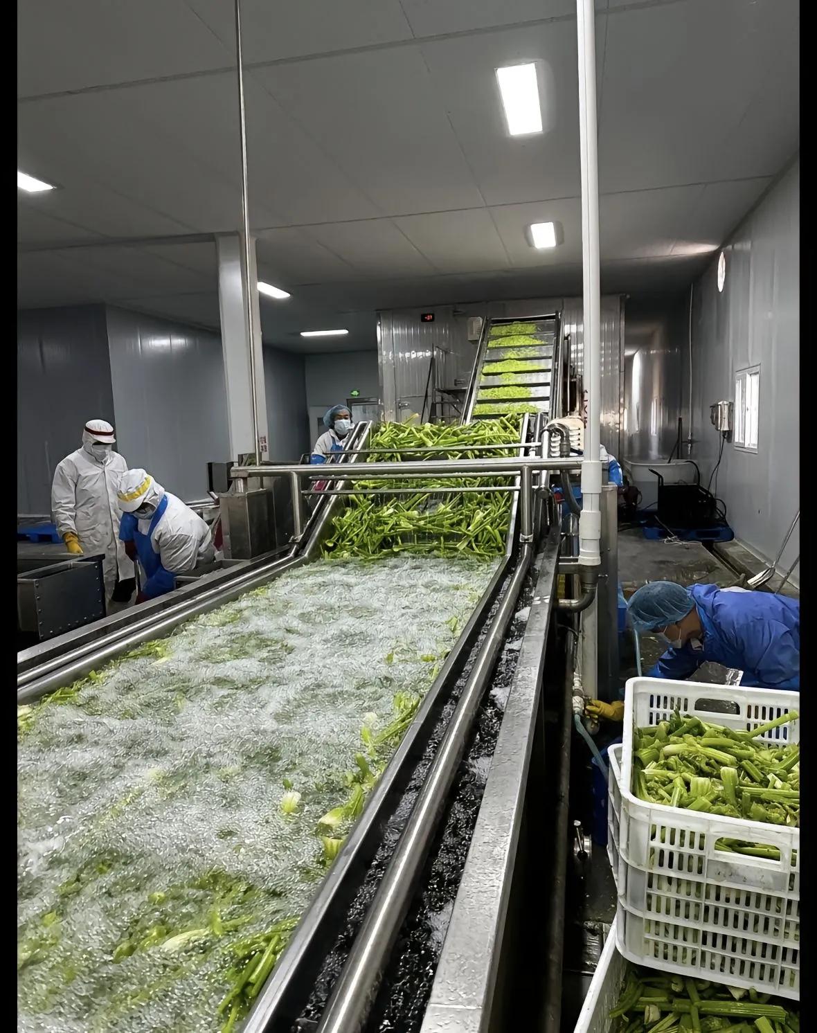 有这样一台速冻蔬菜加工设备真是太省心了速冻蔬菜 叶菜生产流水线