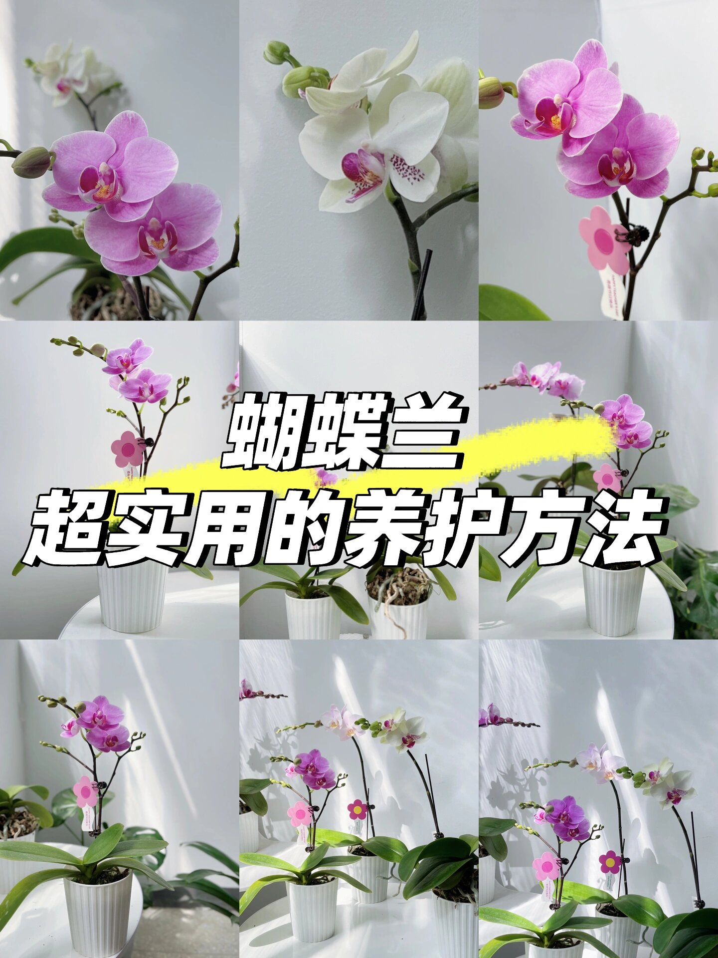 太哇塞了吧!这么超实用的蝴蝶兰03养护方法