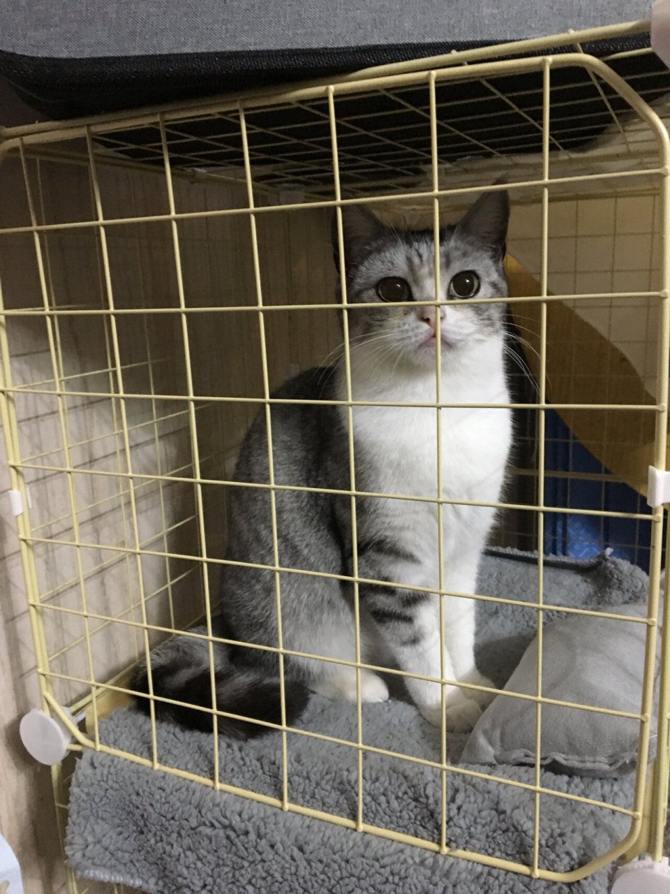 美短串狸花?串银渐层?