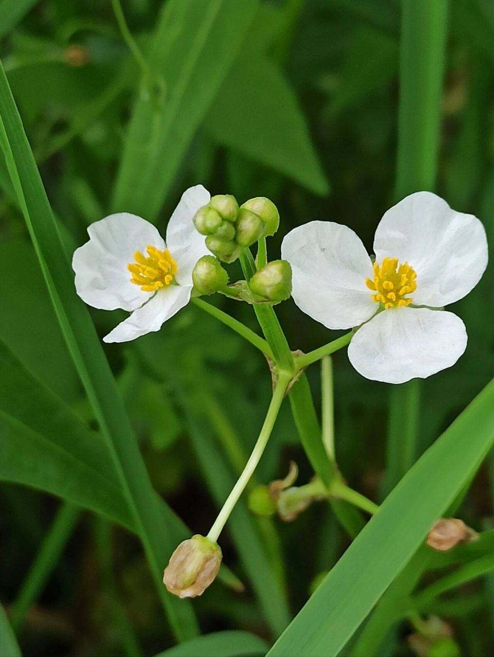 别名:慈姑,水慈姑,三脚剪 花语:永恒的爱恋,纯粹丶永结同心,高贵卜膊