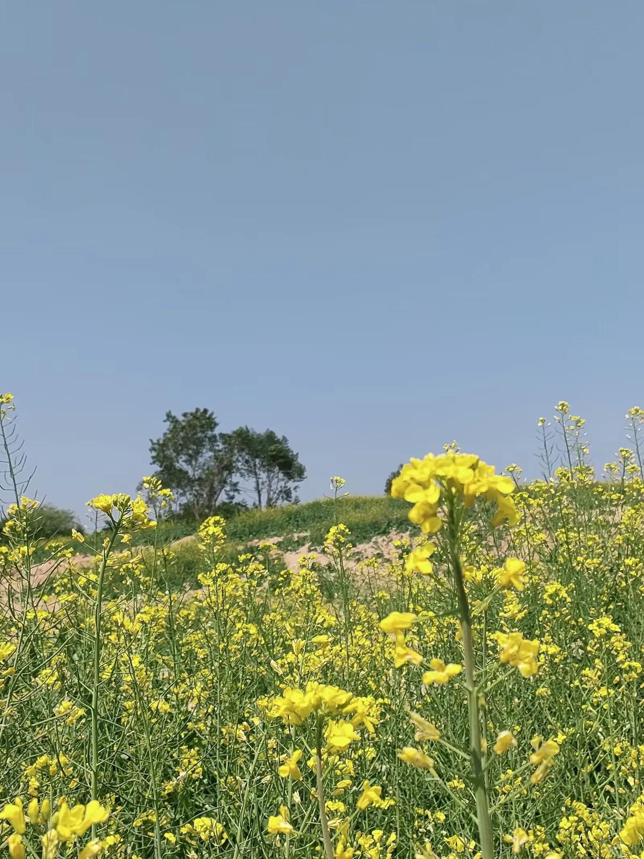 晒图笔记大赛 油菜花开晴空万里 微风轻拂黄花遍地 很喜欢在田野中