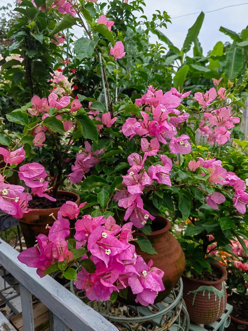 给粉苞冬红换个盆 粉苞冬红太适合养啦 去年入的很小的牙签苗 今年