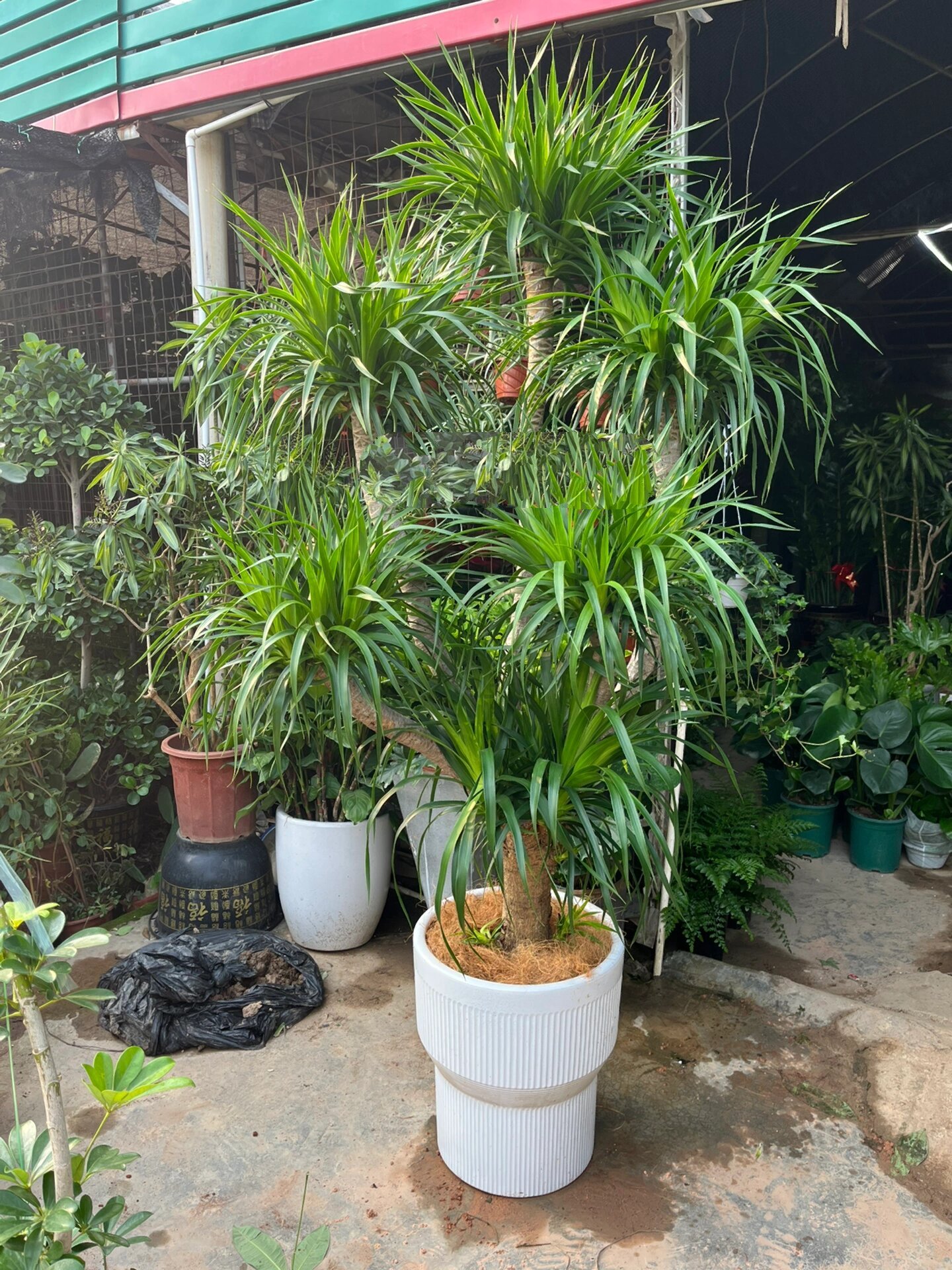 2.2米超大型龙血树 龙须树