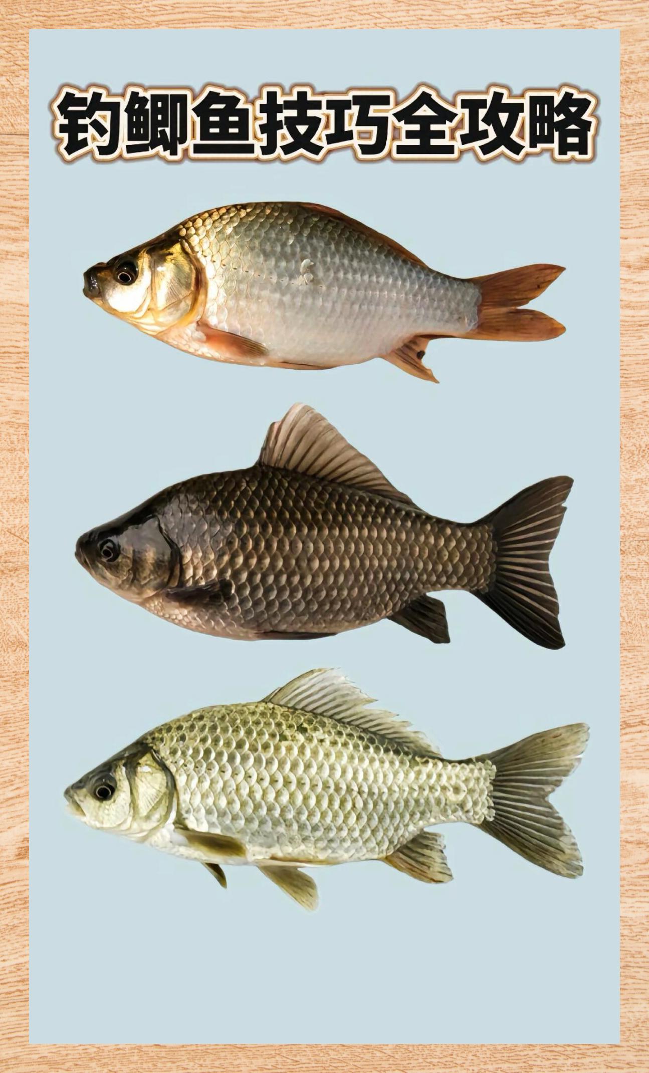 鲫鱼垂钓技巧全解