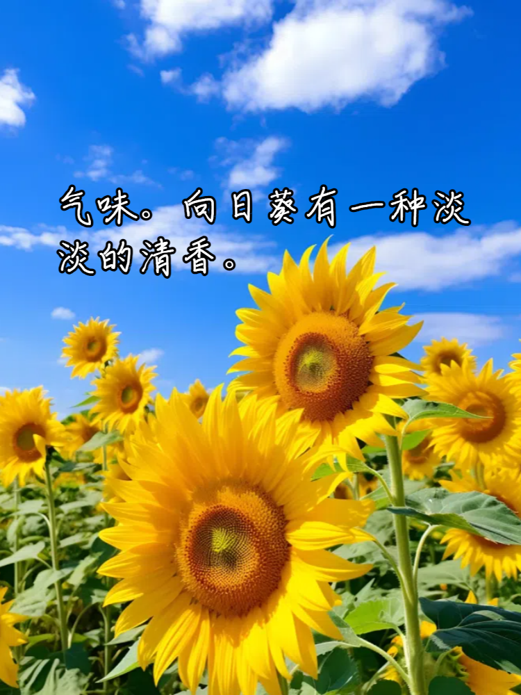 向日葵的样子颜色气味其他 今天我将向大家推荐一个充满阳光和活力的