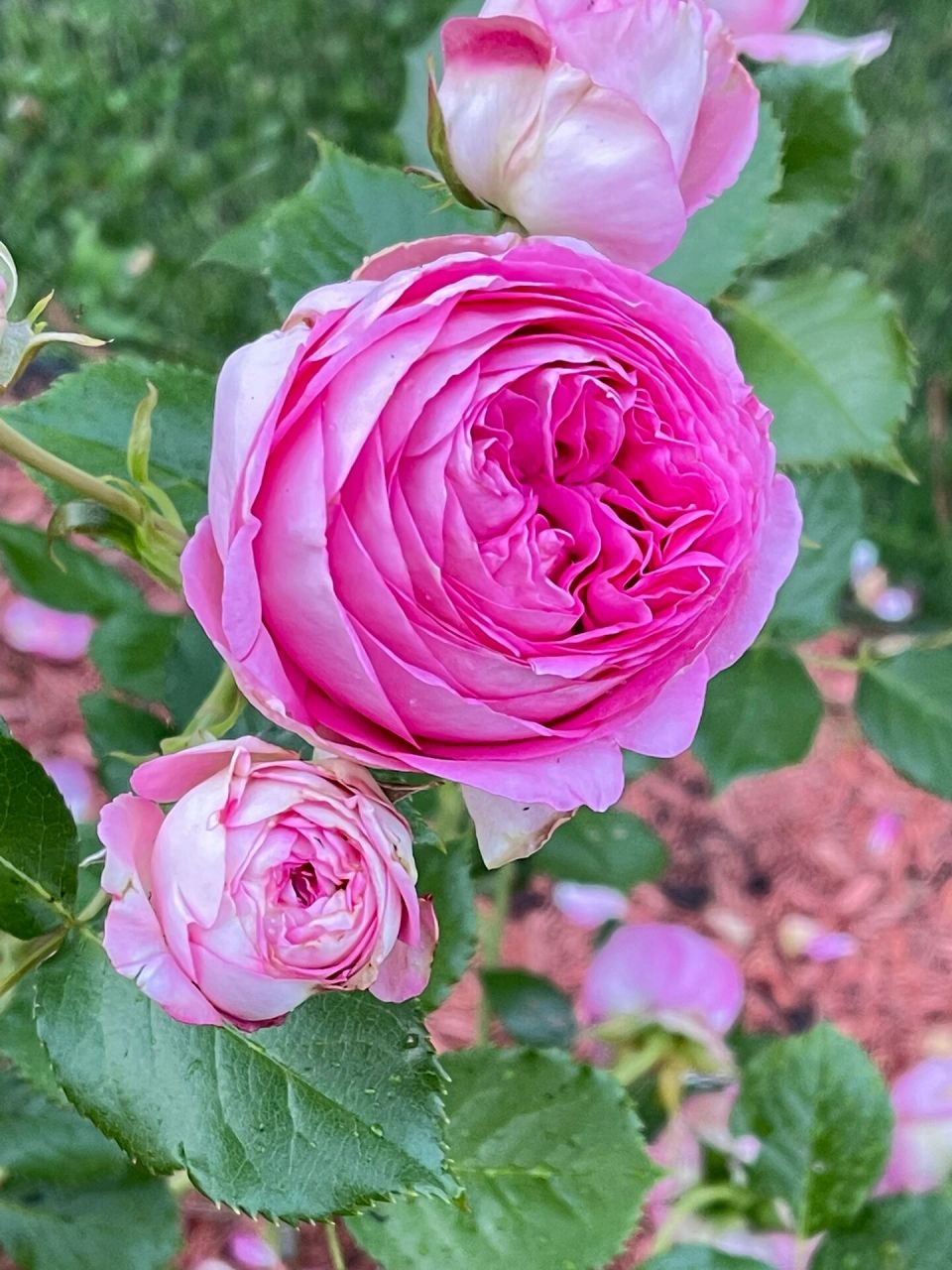 eden 龙沙宝石是市场上最受欢迎的藤本月季品种之一,粉龙开粉色花朵
