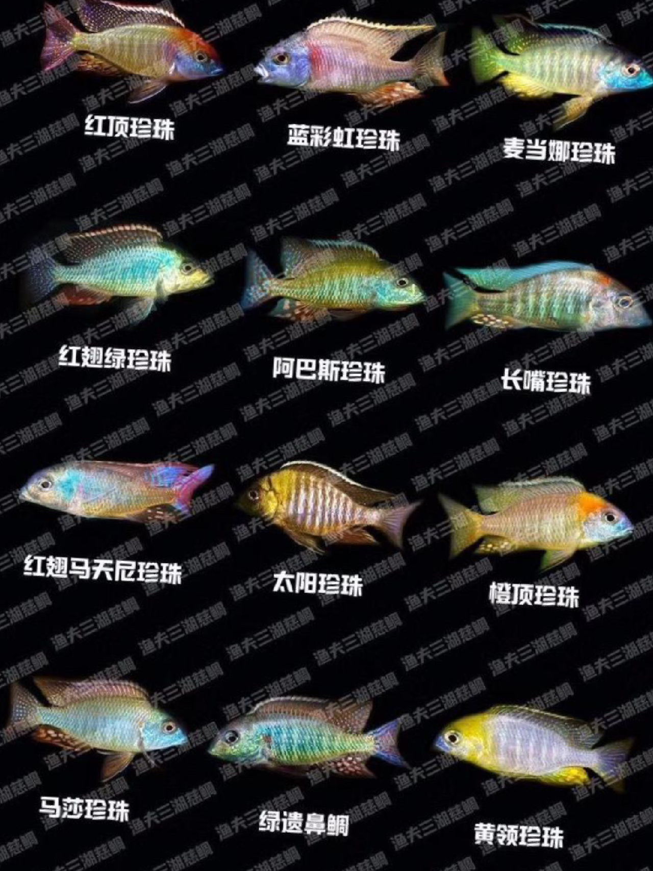 每日一更,三湖慈鲷