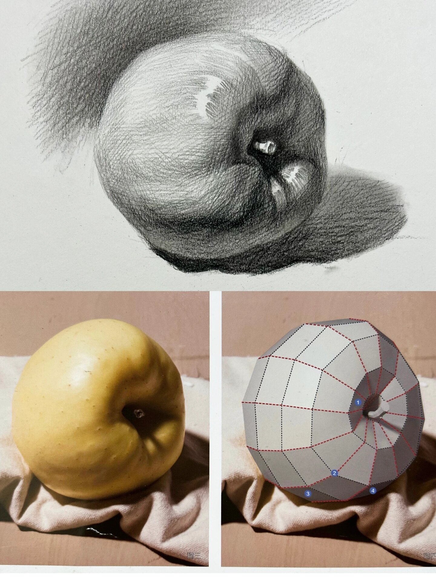 苹果素描单体示范