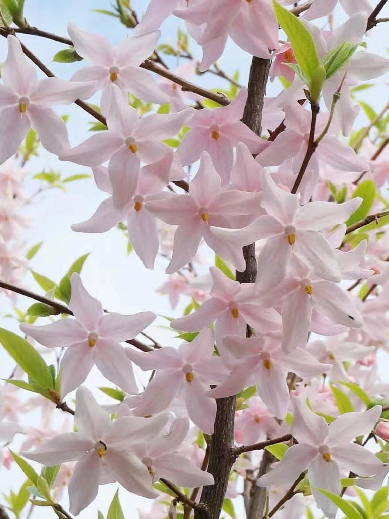 陀螺果花图片