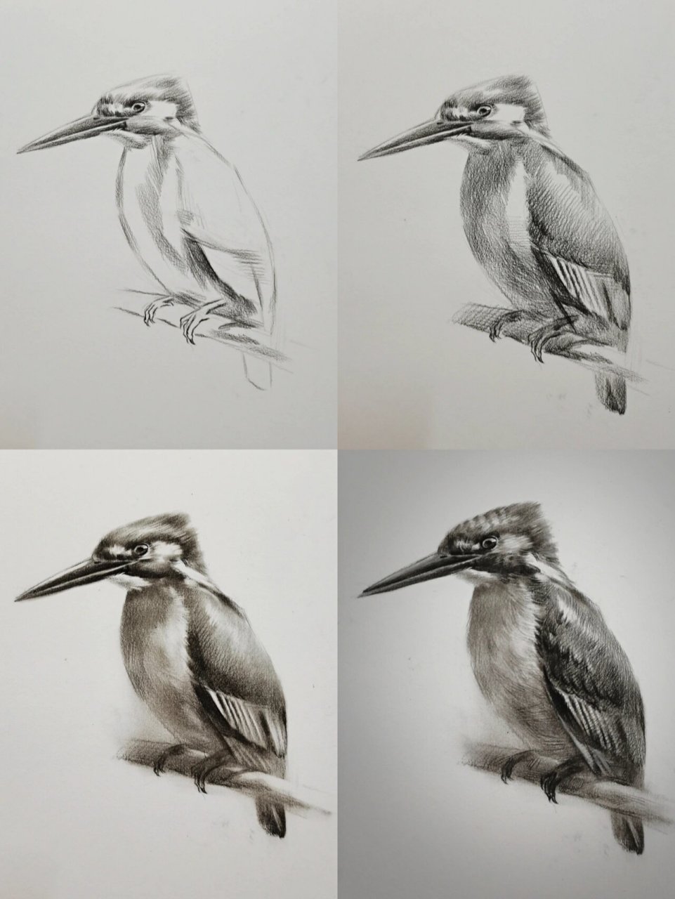 翠鸟—素描绘画步骤