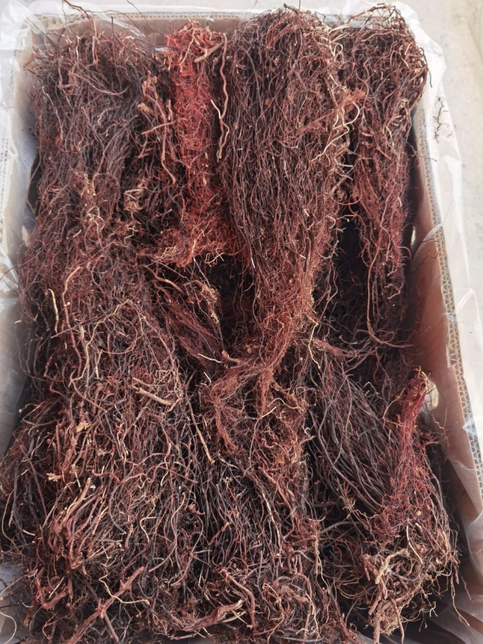 长白山野生红茅 野生红茅可以泡酒,市场上很多是用威灵仙代替的,在