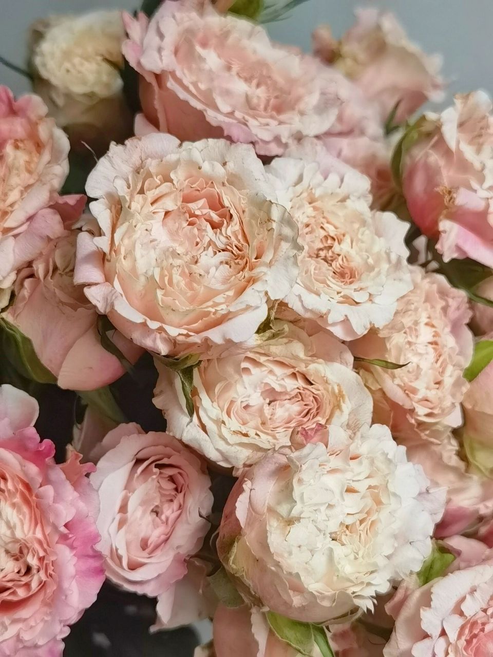 桃乐丝/乐悠·多头玫瑰 桃乐丝多头玫瑰, 也有叫乐悠泡泡.