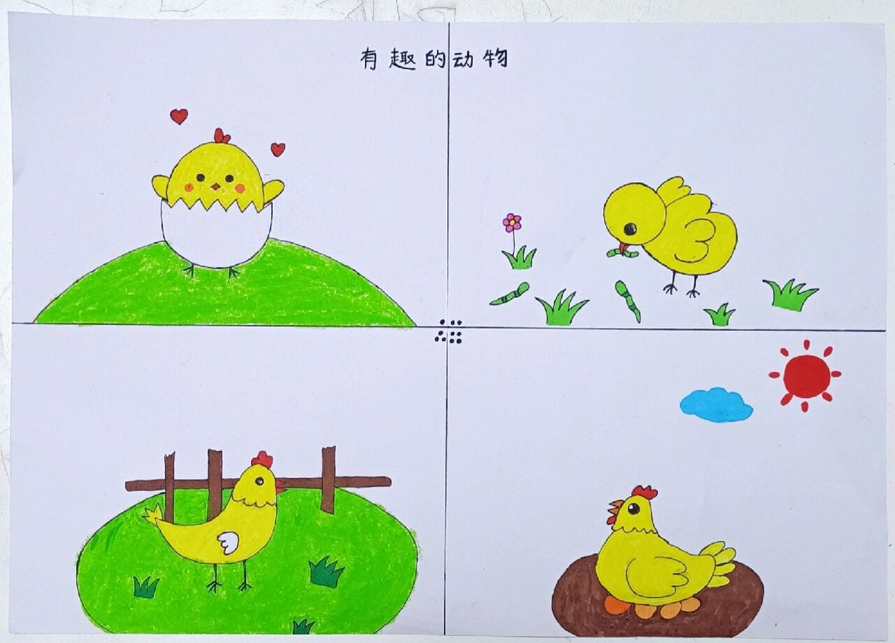 小鸡的生长过程连环画图片