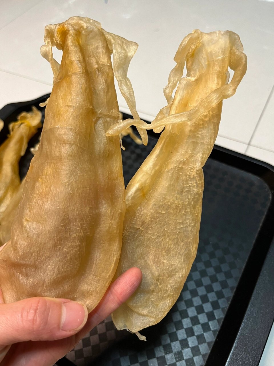 小金钱鱼胶,金钱须胶 以欢喜之心,漫度日常