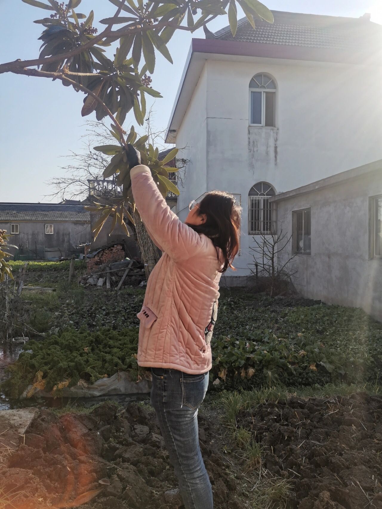 阳光正好,修剪枇杷树