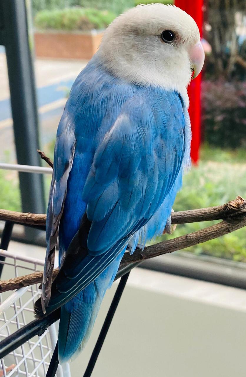 蓝闪真的绝绝子 蓝闪牡丹鹦鹉00好美好美