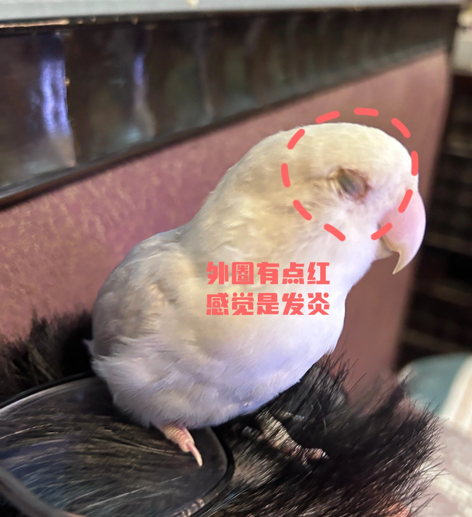 牡丹鹦鹉单眼伤风治疗初体验