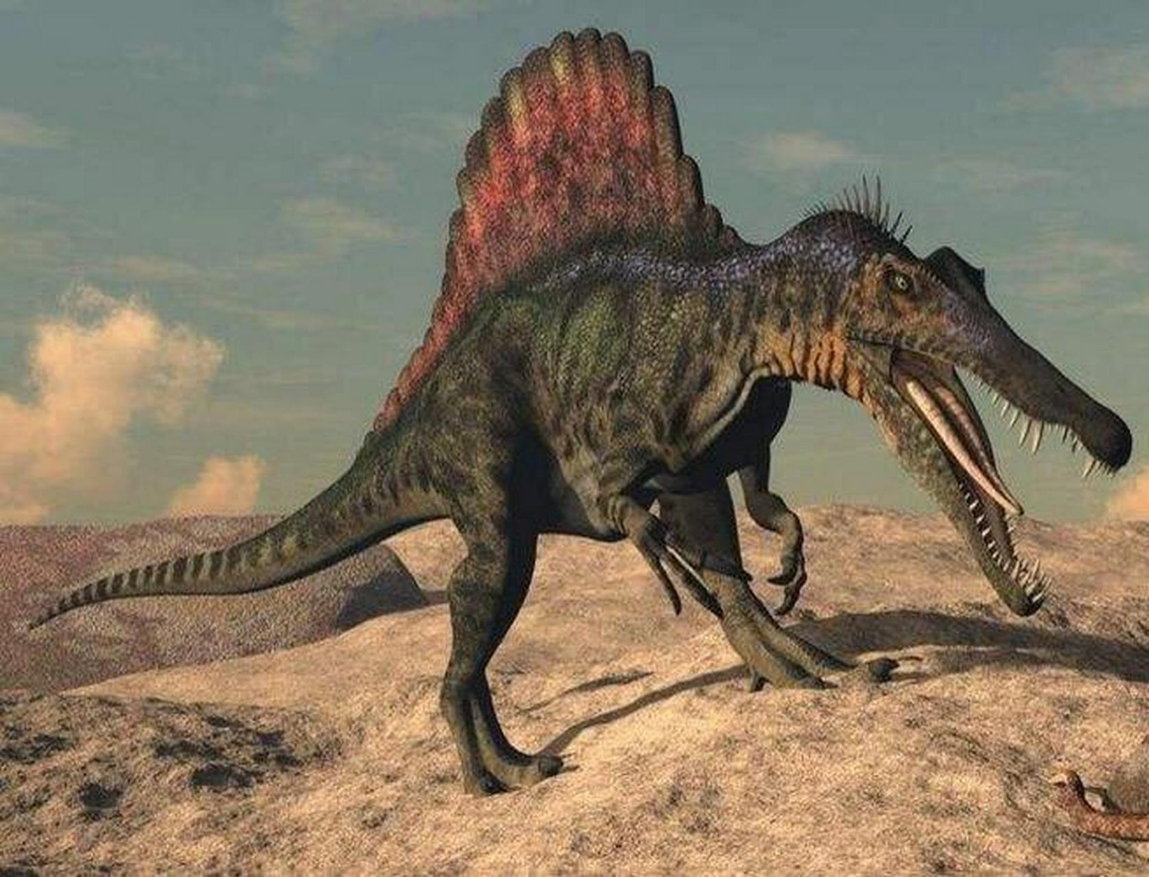 来了解一下棘龙.