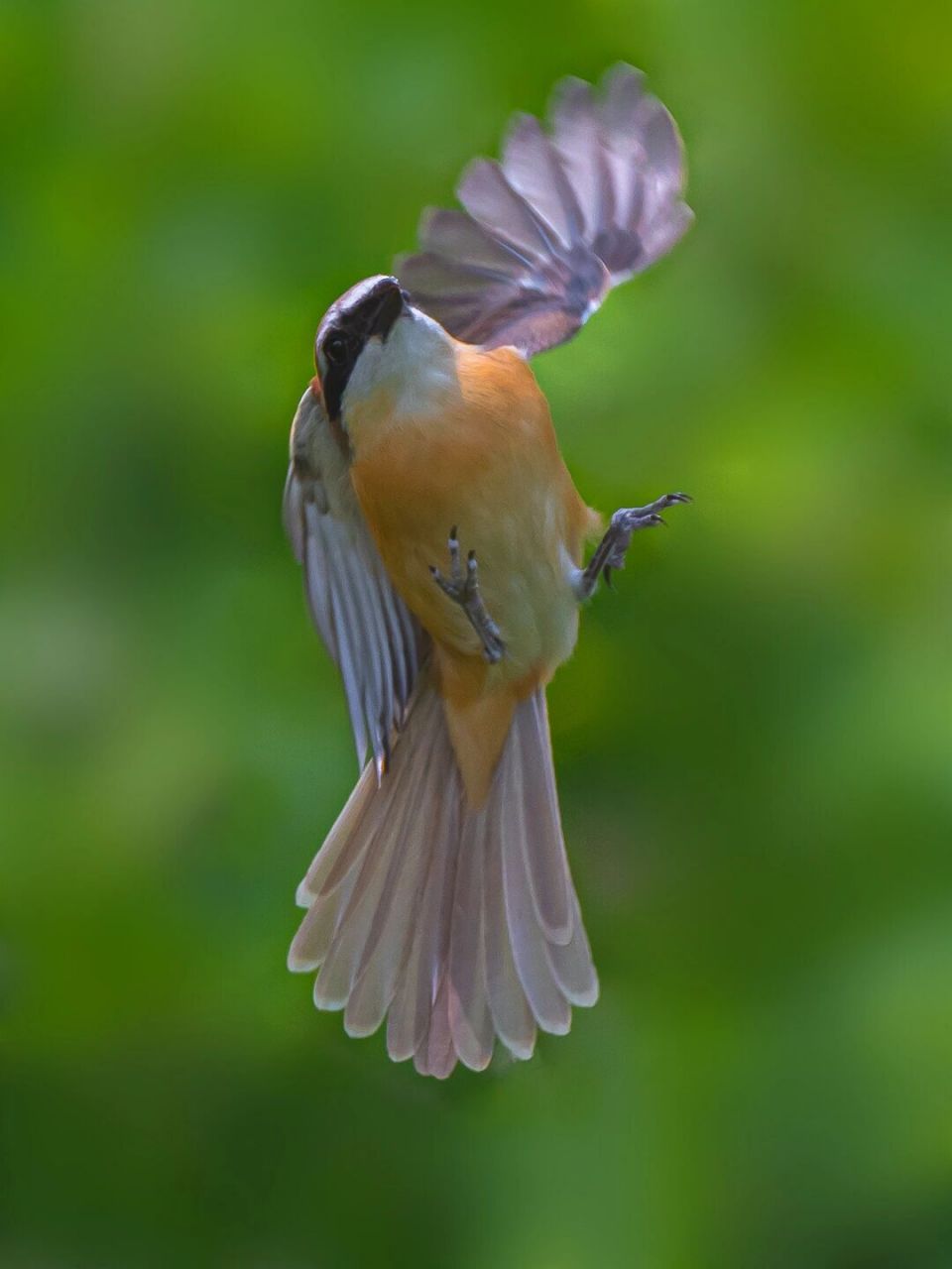 鸟类图鉴|红尾伯劳 红尾伯劳论体型在伯劳科伯劳属内是中等偏小的