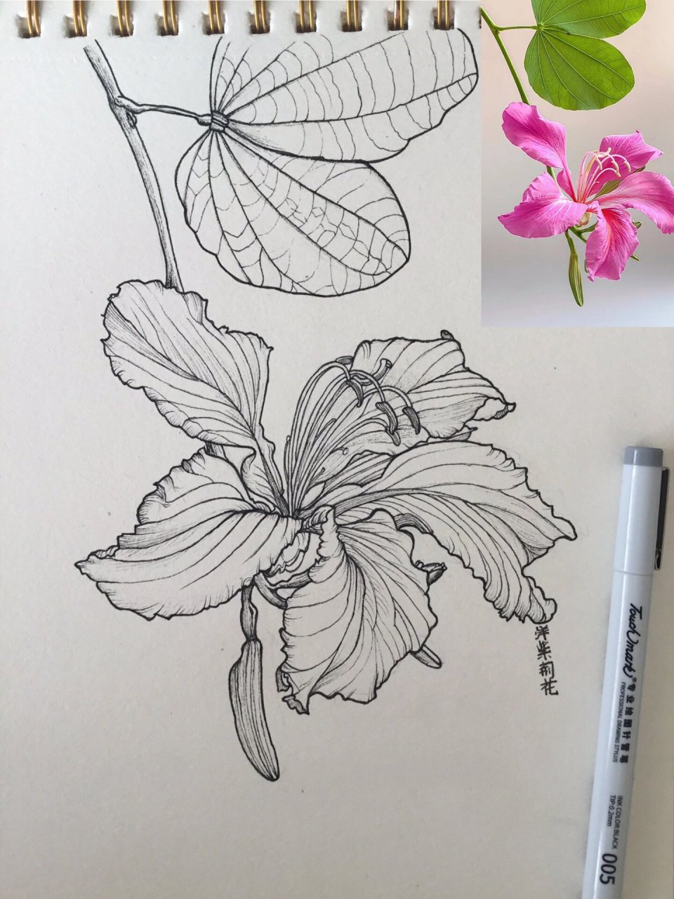 花卉针管笔手绘打卡025day洋紫荆花95带步骤 花卉打卡,第二十五天