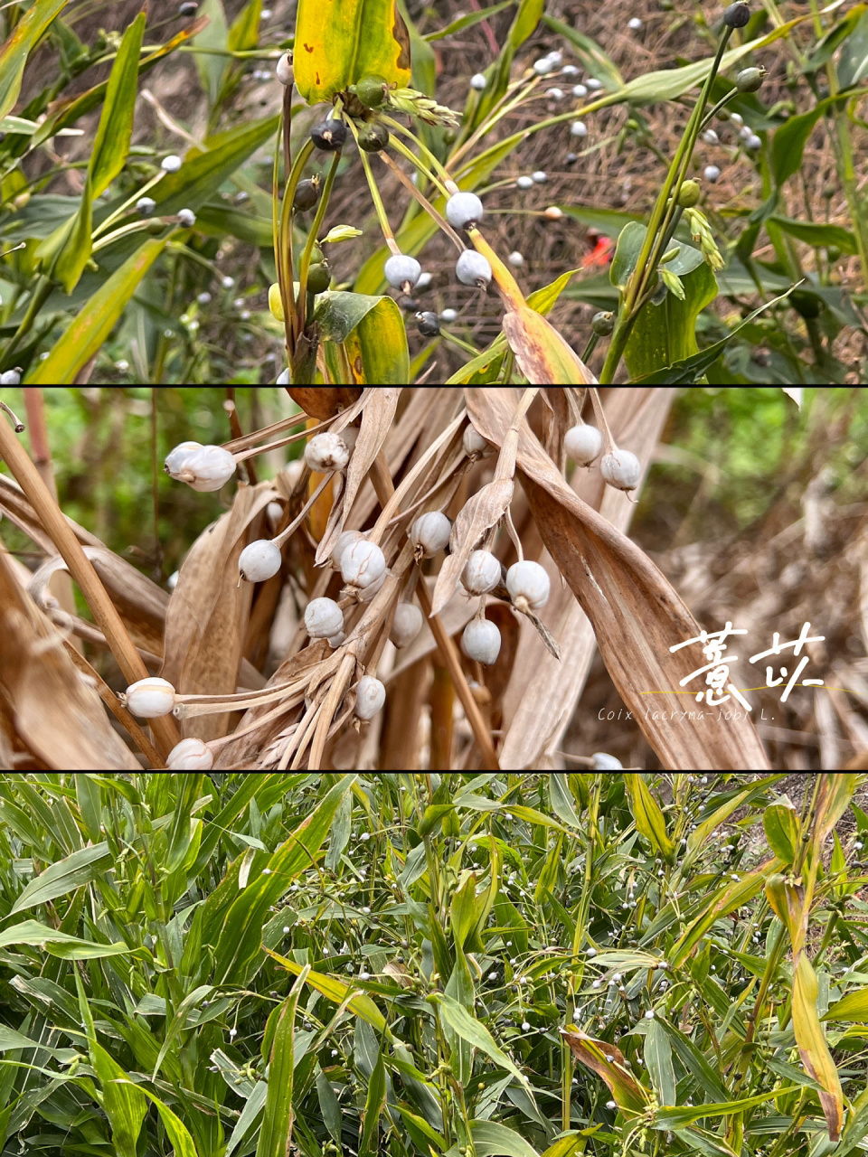 是禾本科,薏苡属植物