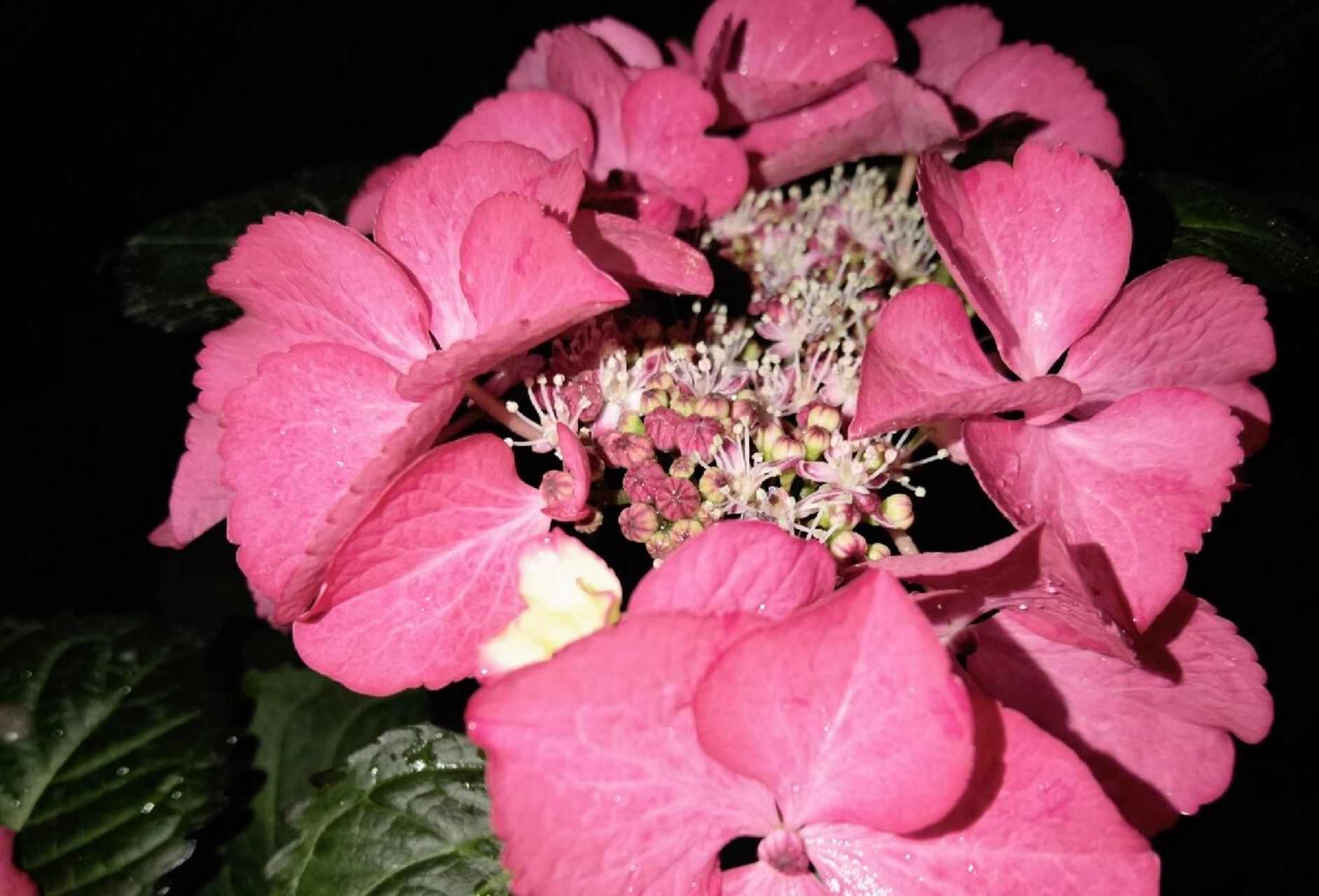 冷门绣球|暗夜天使/黑天使 之前在海妈家