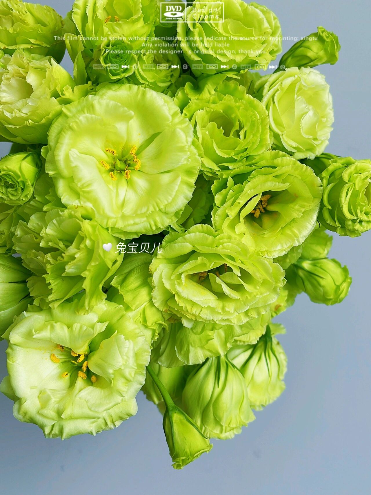 翠绿洋桔梗 | 夏日里的薄荷茶 这个翠绿洋桔梗太入我心了,翠绿翠绿的