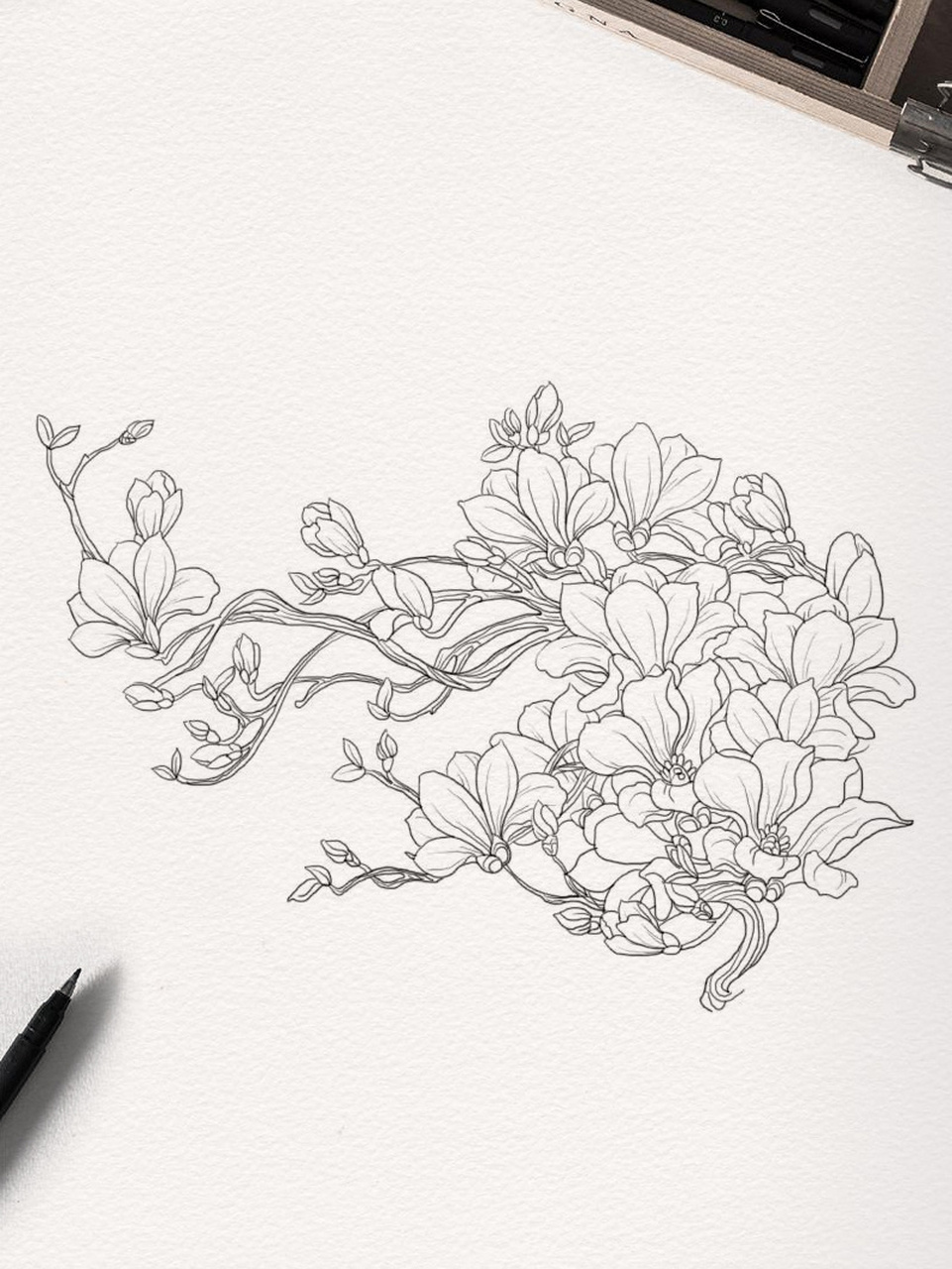 初学手绘插画线稿日常练习 植物系列 好友说对于初学者来说,这样的