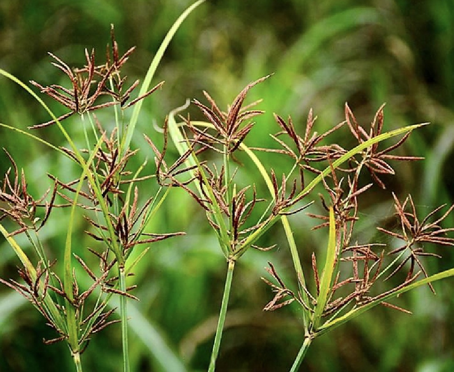 【常用中草药】 香附的功效与作用 功效与作用 疏肝解郁,调经止痛,理