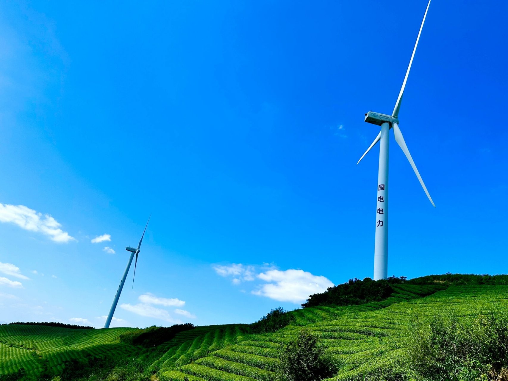 宁波丨最美风车公路03 白岩山风车公路,公路两侧金鸡菊盛开,正是