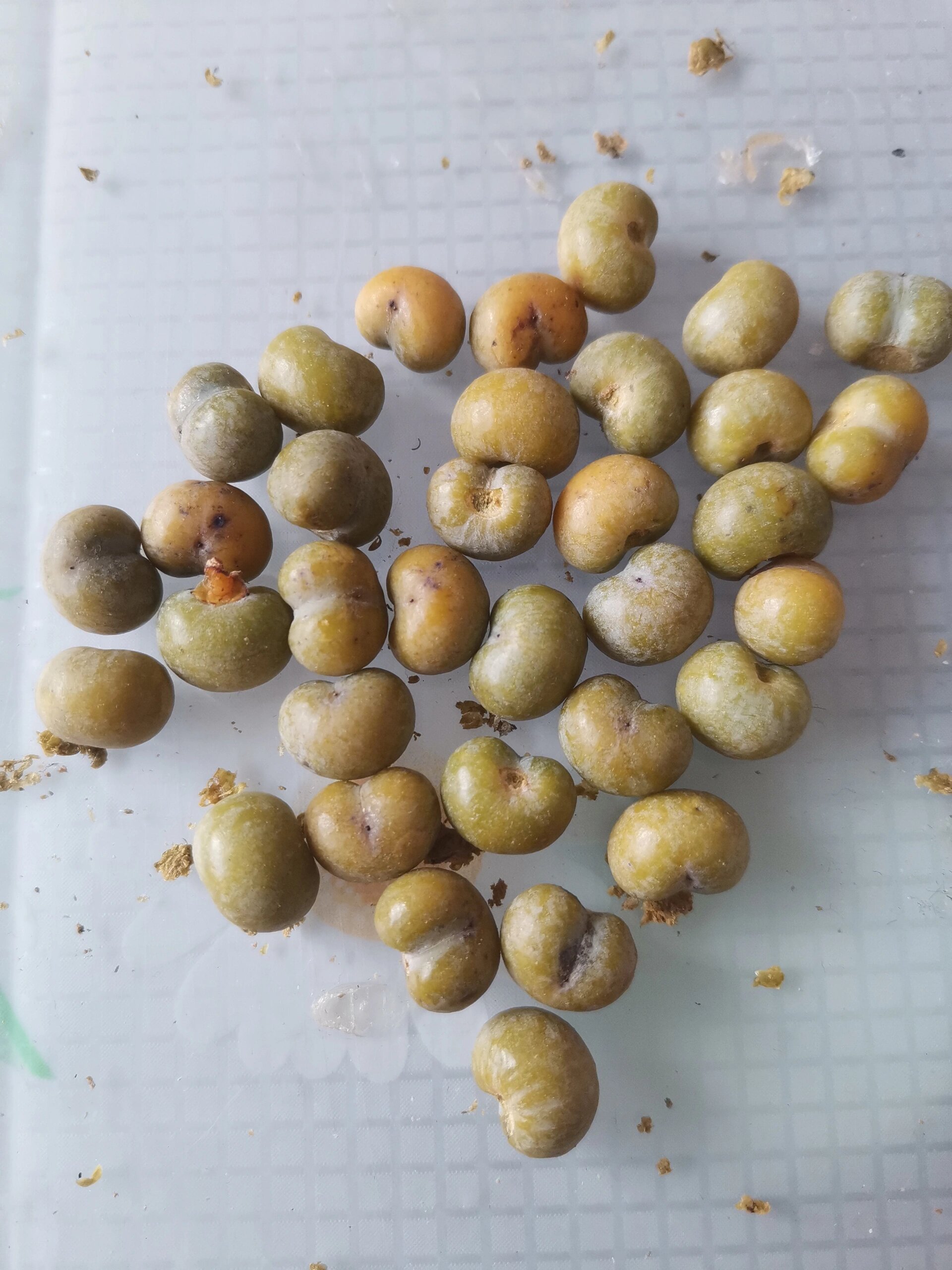 绿化带文玩,棕榈树种子手串,终于知道怎么拥有又白不