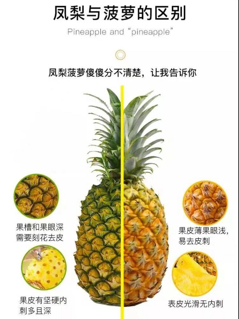 拒绝忽悠74轻松分辨菠萝和凤梨 凤梨和菠萝有点像,但90可不一样.