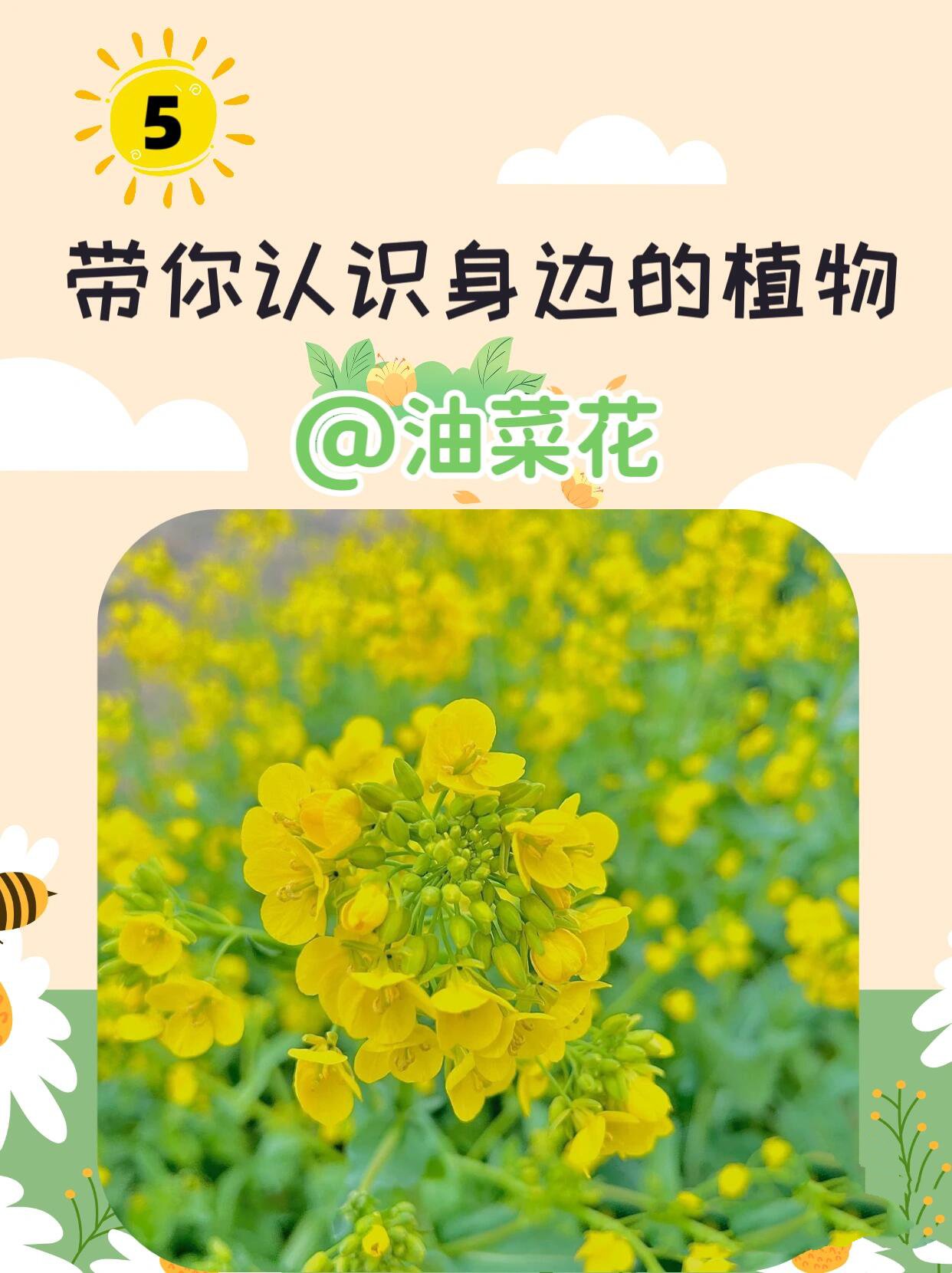 油菜花根茎叶基本结构图片