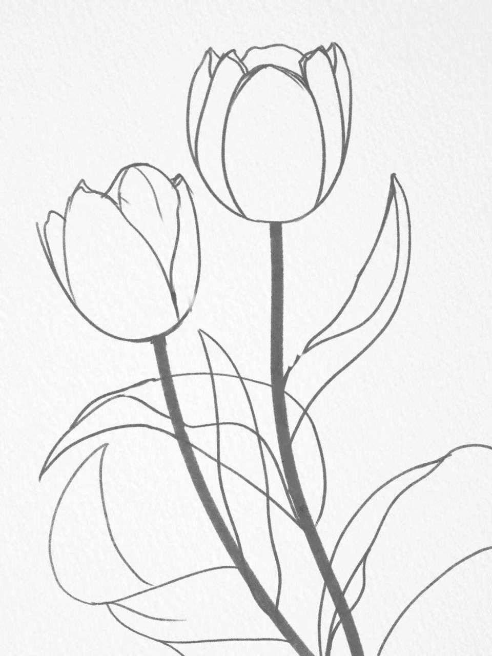 郁金香线稿(含步骤图) 描了好几遍的线稿,每一个线稿都是在上一个线稿