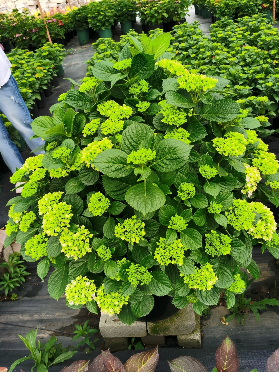 绣球花—薄荷拇指
