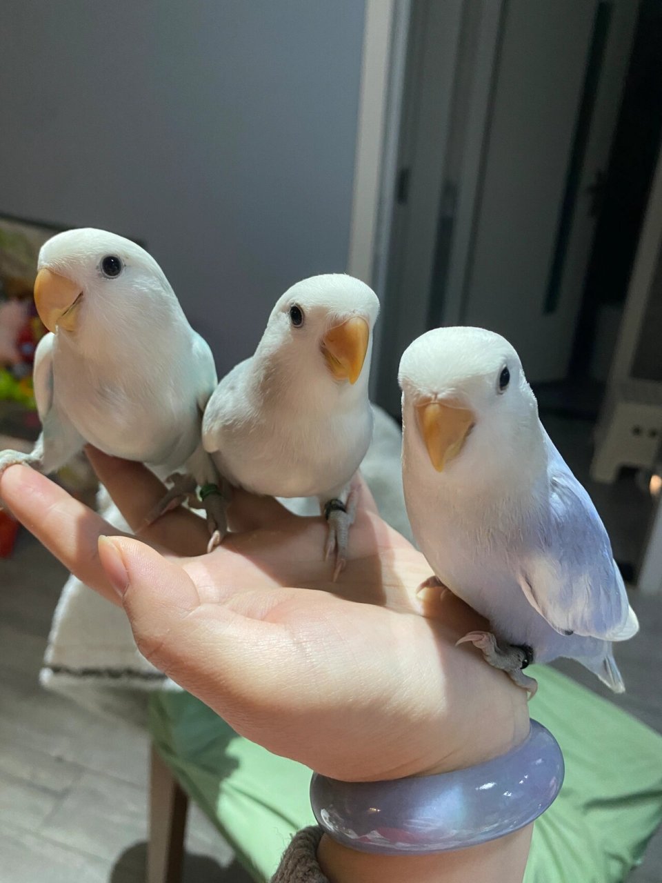 牡丹鹦鹉三色闪派松闪派紫闪派墨闪派  牡丹鹦鹉闪派之美,紫闪派,墨闪