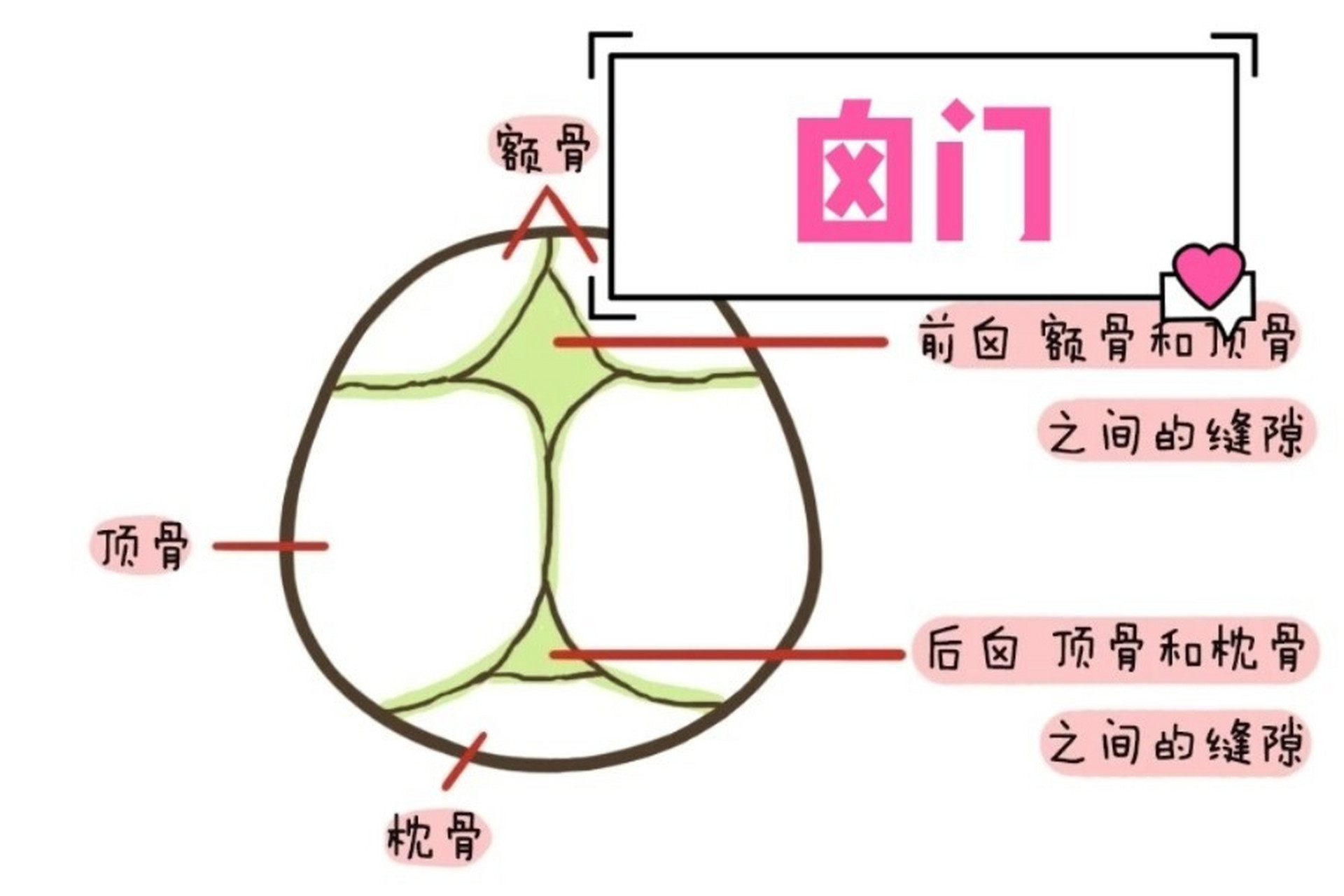 囟门闭合晚是因为缺钙吗 囟门分为前囟门和后囟门