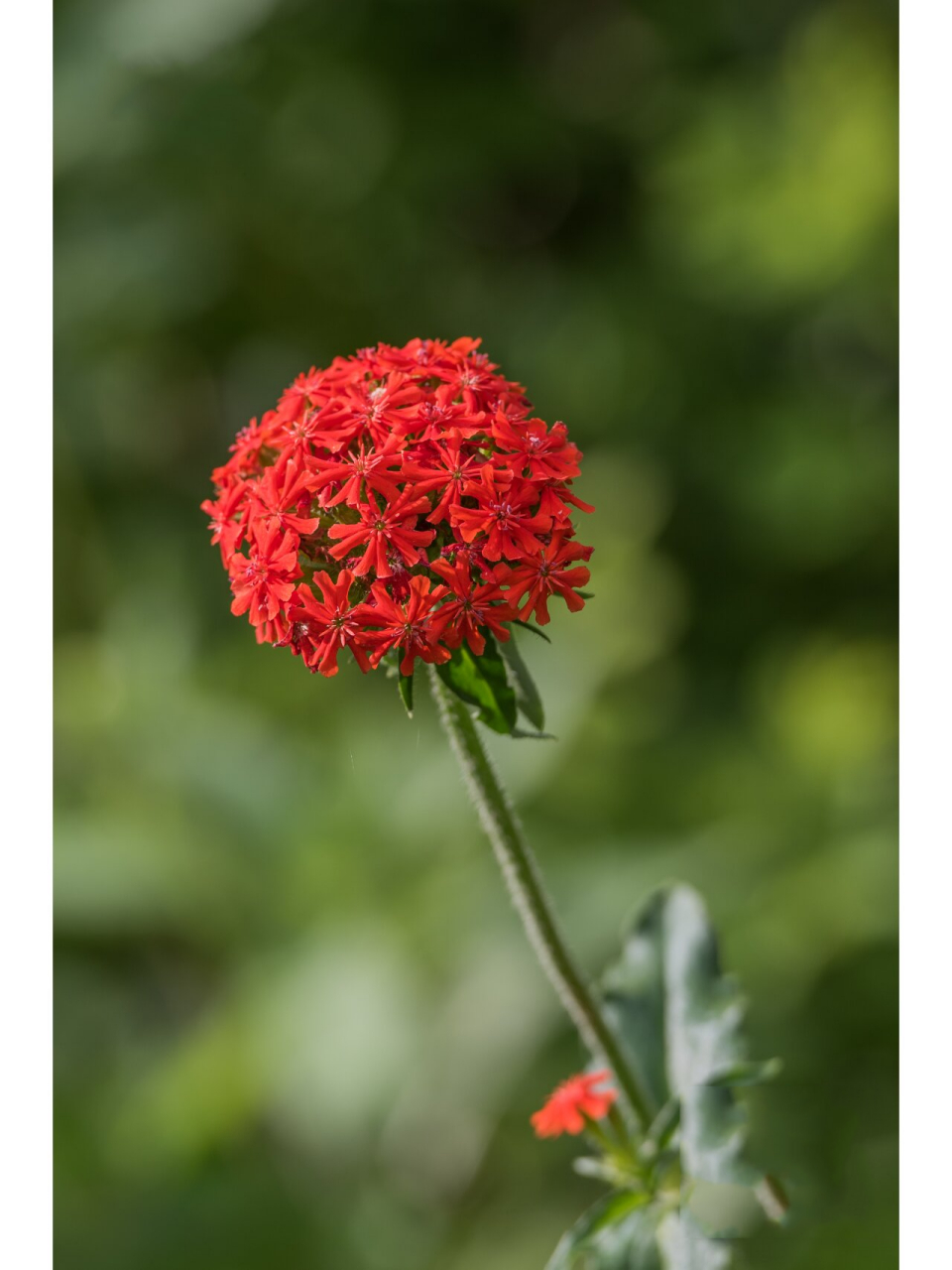 剪秋罗 剪秋罗是石竹科剪秋罗属多年生宿根草本植物.