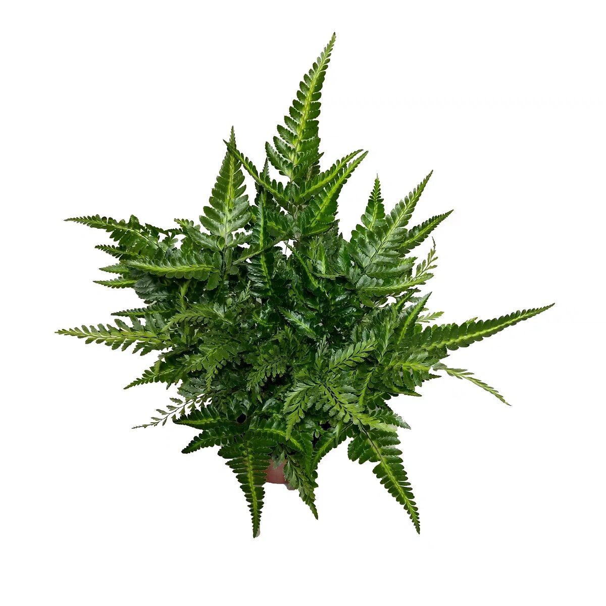 每天认识一种蕨之冬青蕨 印度冬青蕨又叫蜥蜴蕨,是