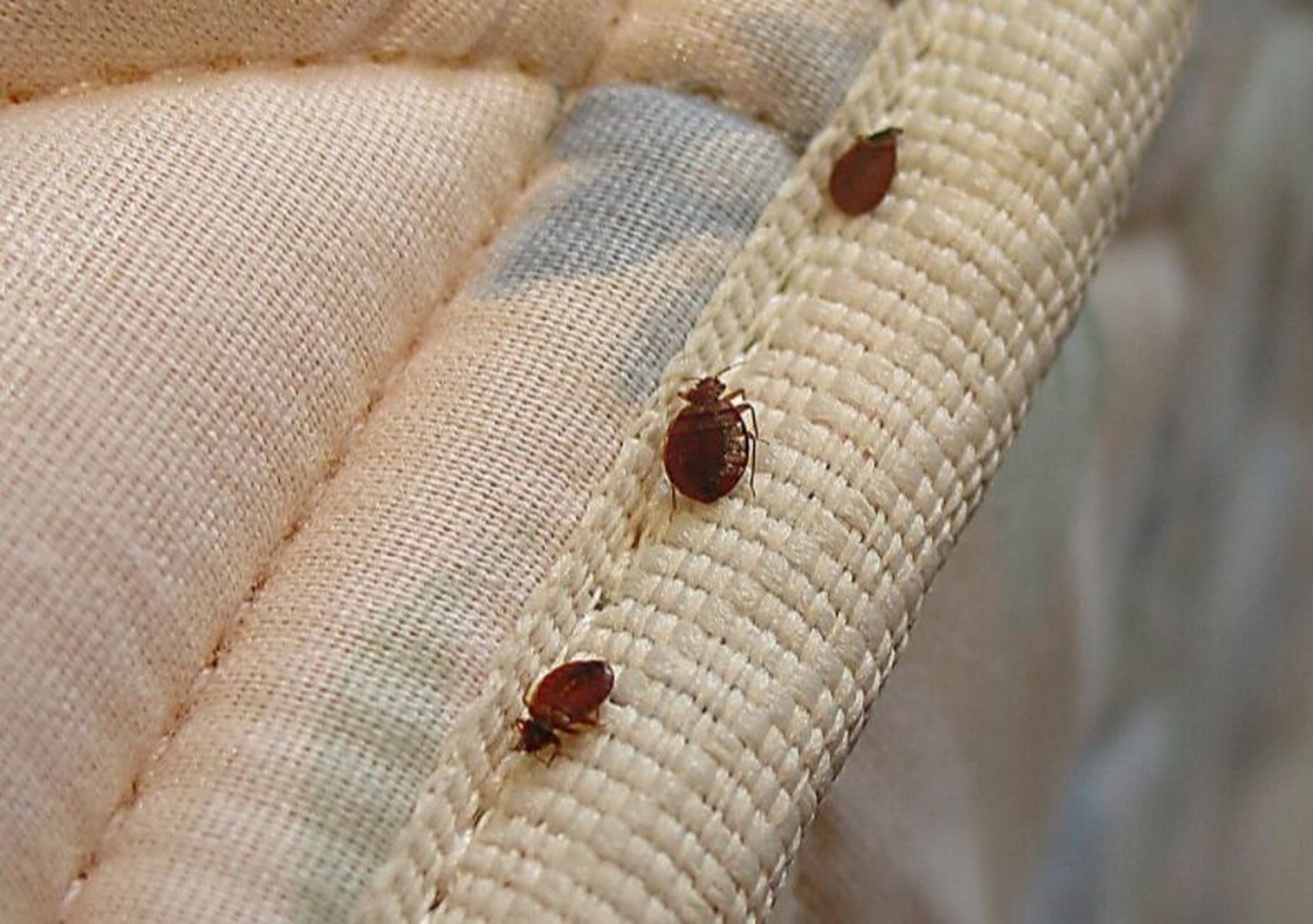 怎么样有效杀死臭虫 臭虫因为有一对能分泌臭味的腺体,在其爬行过的地