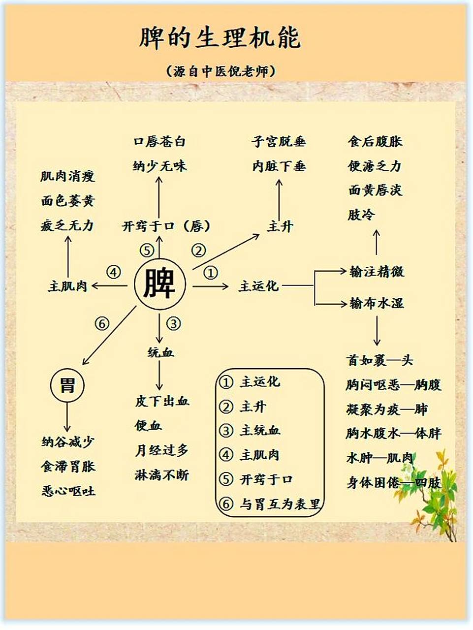 脾的生理机能(源自) 今天补一张脾的生理机能图