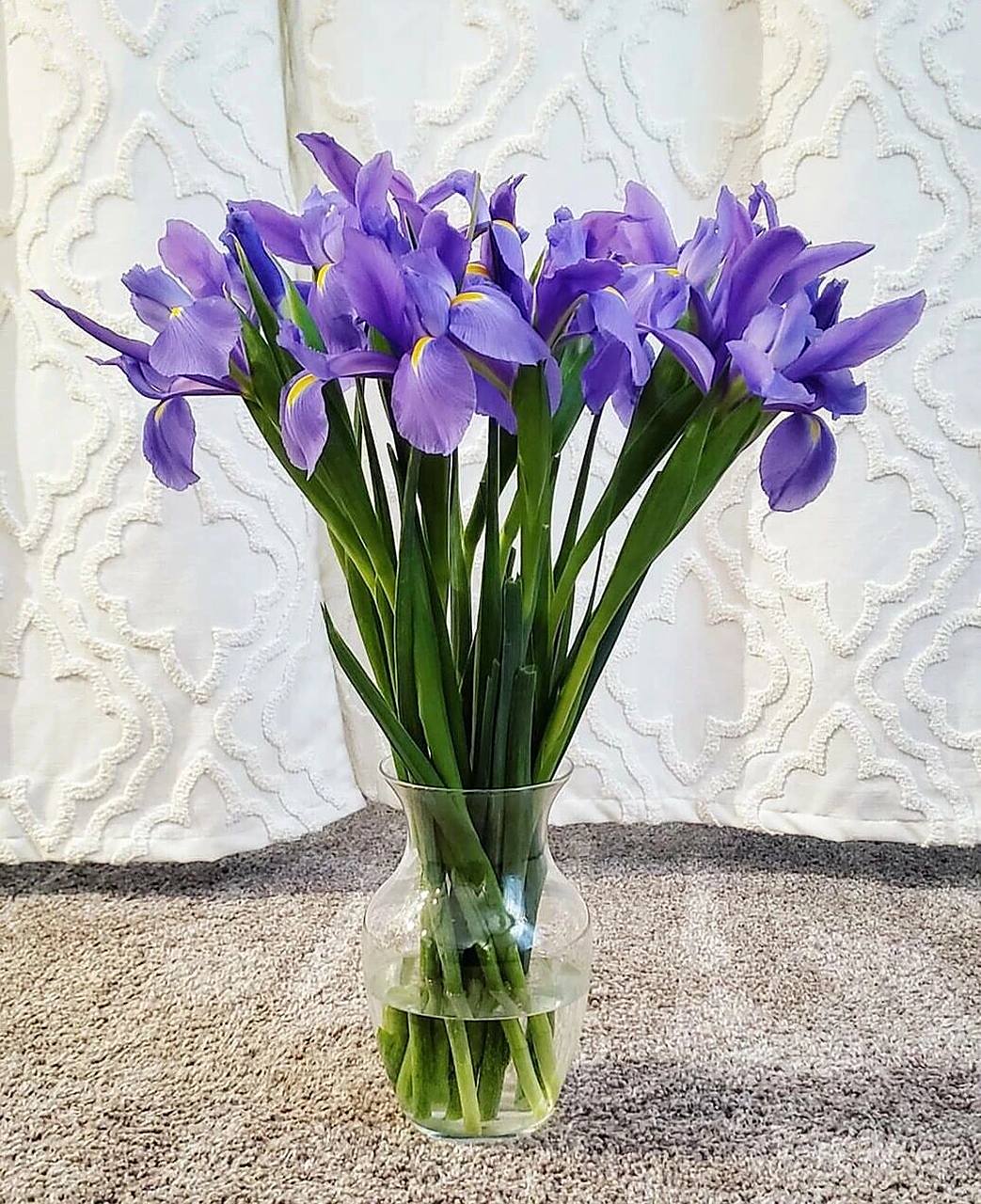 花名:鸢尾花 别名:爱丽丝,蓝蝴蝶,紫蝴蝶 花语:爱的使者,长久思念