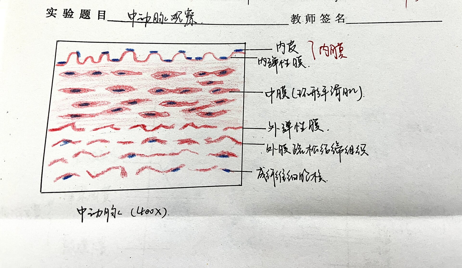 组胚② ·骨骼肌横纵切面he染色 ·神经元结构 ·中动脉