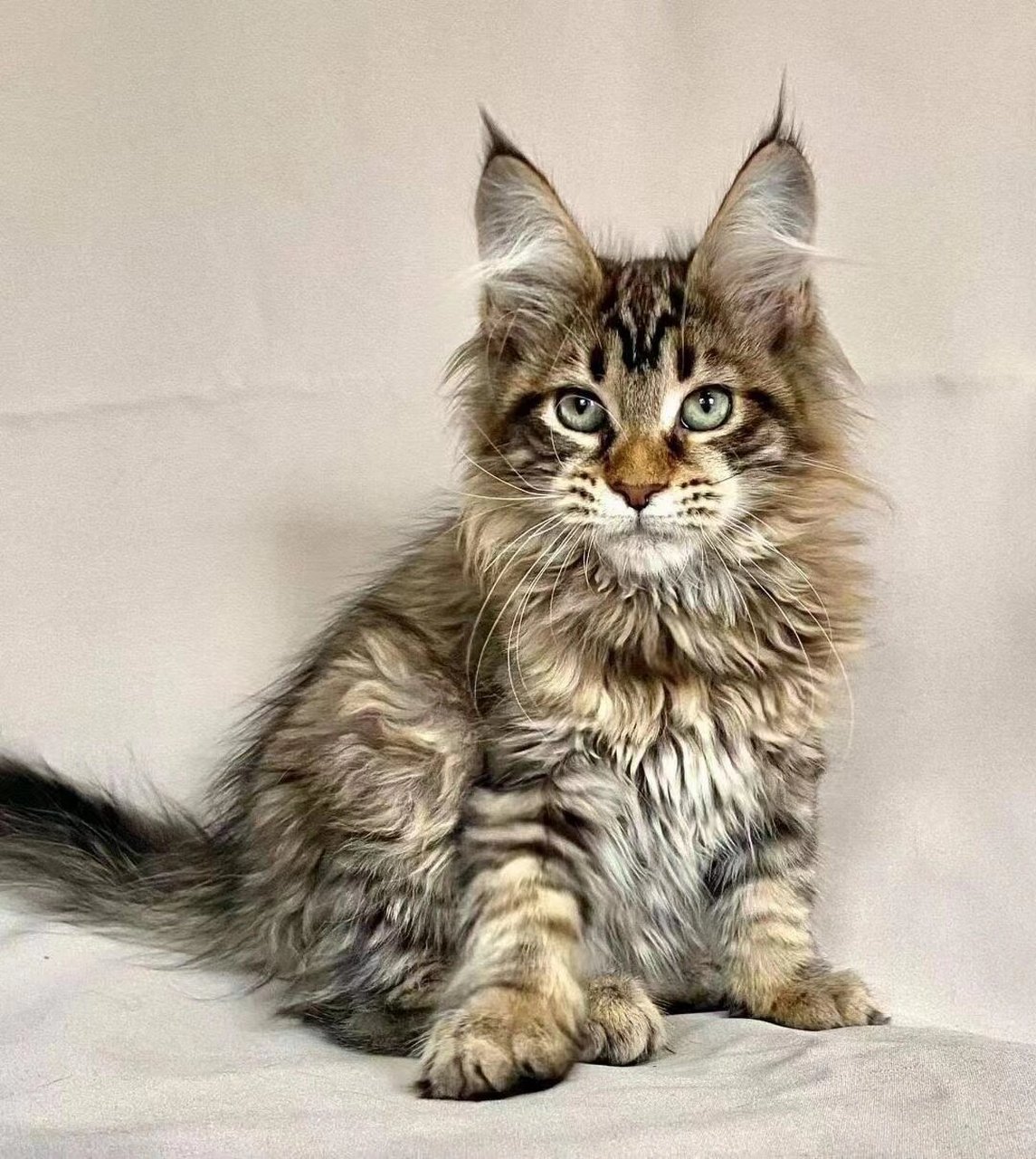 关于大脚缅因猫,多趾症.6666!