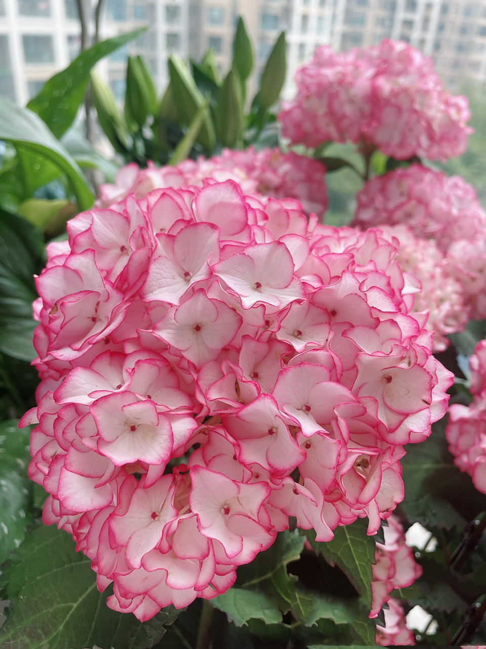 塞布丽娜绣球 塞布丽娜绣球,花园颜值担当 蕾丝边,属于绣球里面,皮实