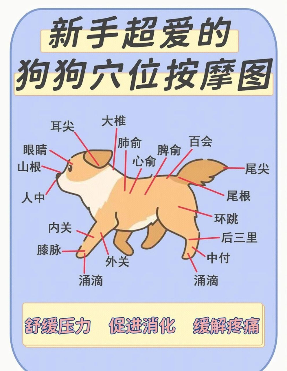 狗狗穴位按摩,94肌肉酸痛远离我家宠物 狗狗是人类最好的朋友之一