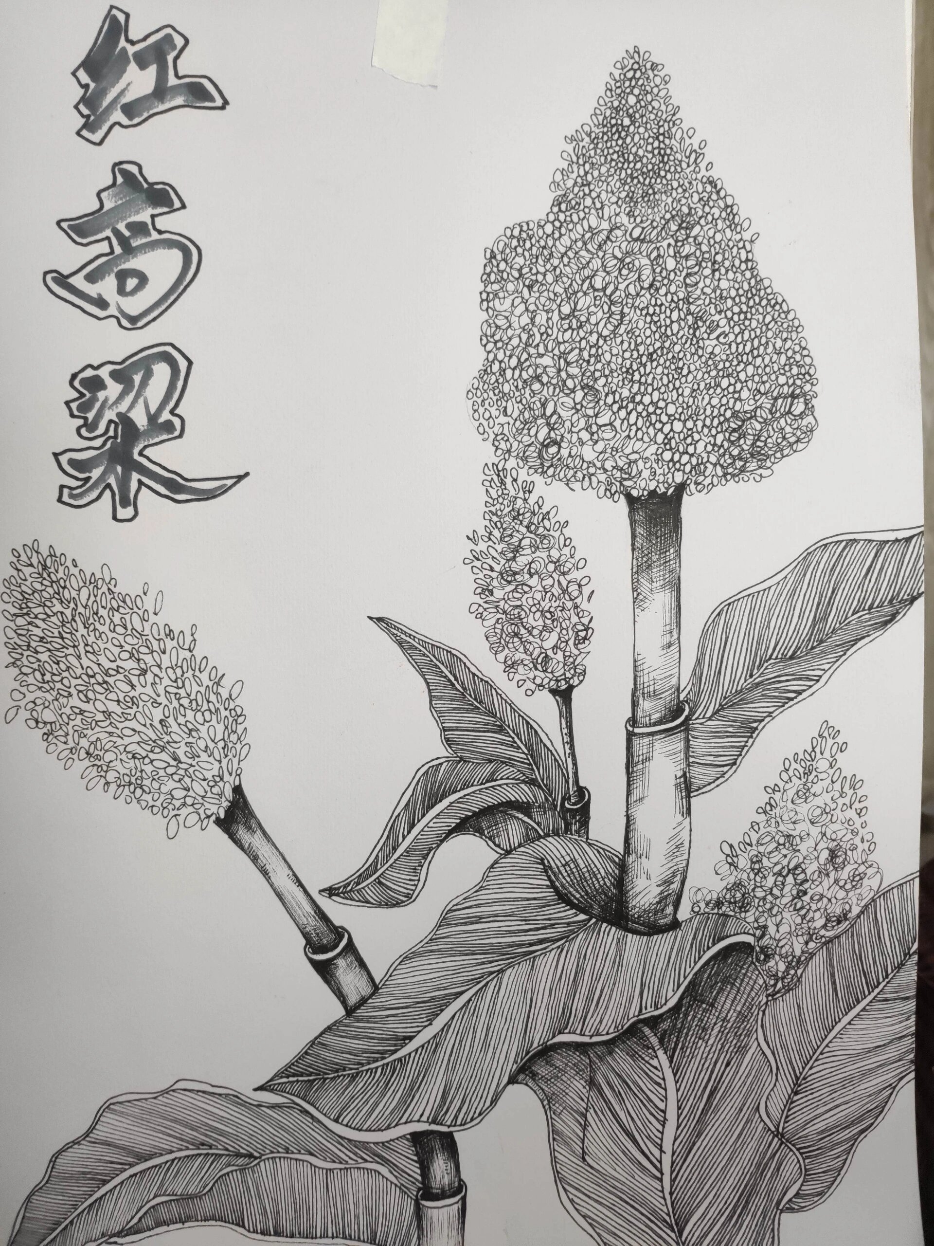 6-8岁线描红高粱